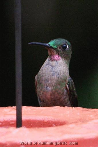 Hummingbird Garden Catalog: Pink-Throated Brilliant